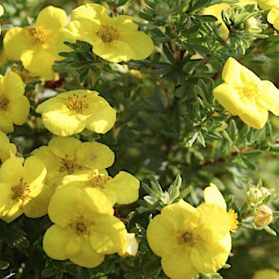 Potentilla Fruticosa Kobolt...