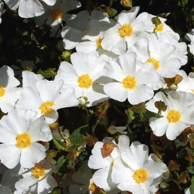 Potentilla Fruticosa...