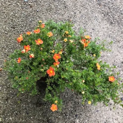 Potentilla Fruticosa red...