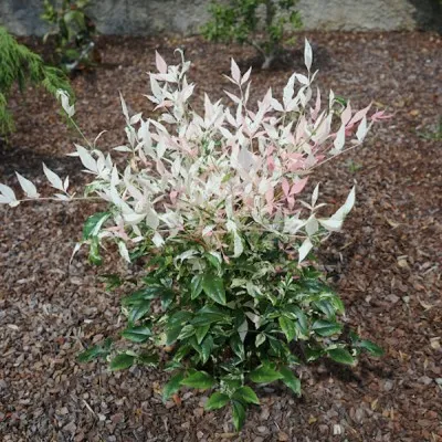 Nandina Twilight vaso 17