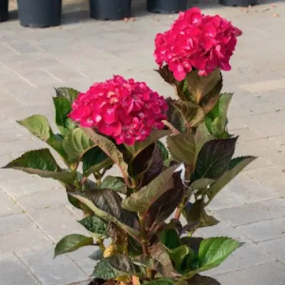 Hydrangea macrophylla...