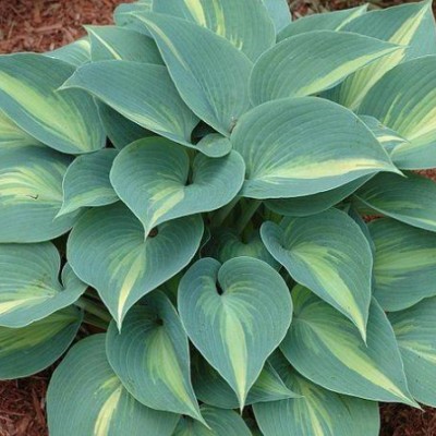 Hosta Grand Marquee