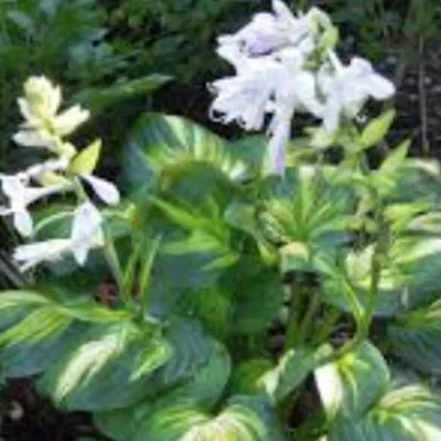 hosta Cathedral Windows in...