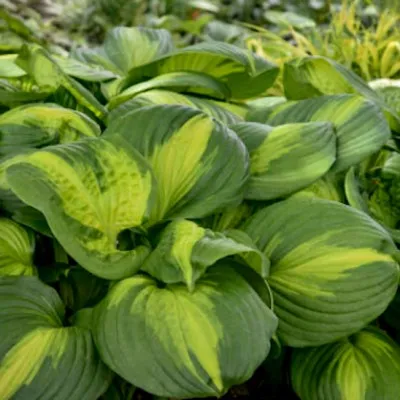 hosta Cathedral Windows in...