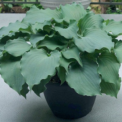 Hosta Frisian Waving Steel