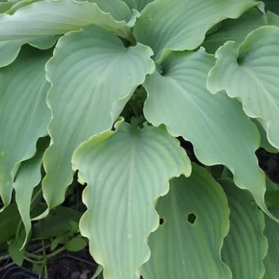 Hosta Neptune in vaso