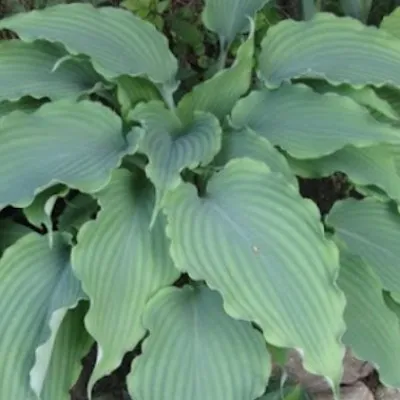 Hosta Neptune in vaso