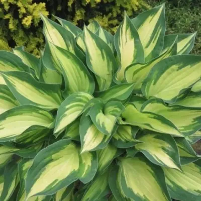 Hosta Fantasy Island