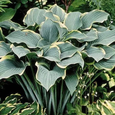 Hosta Regal Splendor