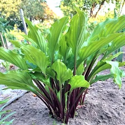 Hosta China Girl in vaso