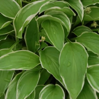 Hosta Iced Lemon