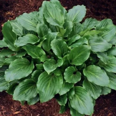 Hosta Lakeside Looking Glass