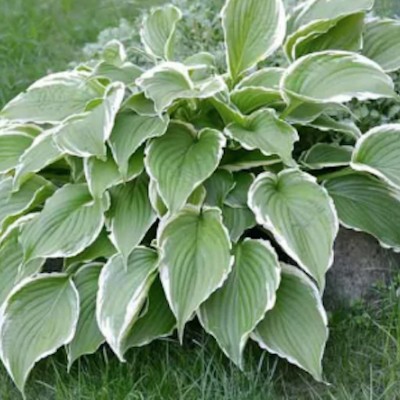 Hosta Fortunei Francee