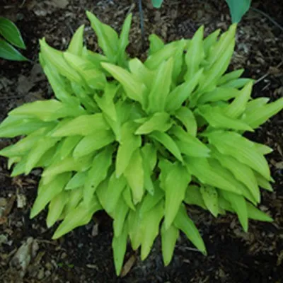 Hosta Bisty Gold