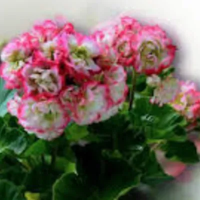 pelargonium Happy Appleblossom