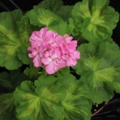 Pelargonium jip's freda Burges