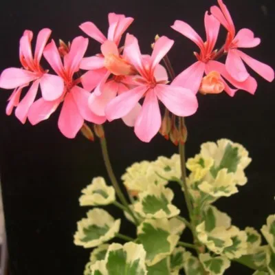 Pelargonium Monarch