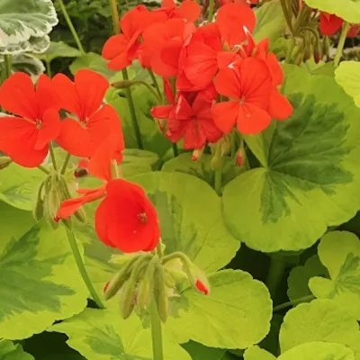 Pelargonium Mangle’s...