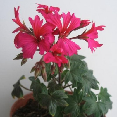 Pelargonium Helen Cristine