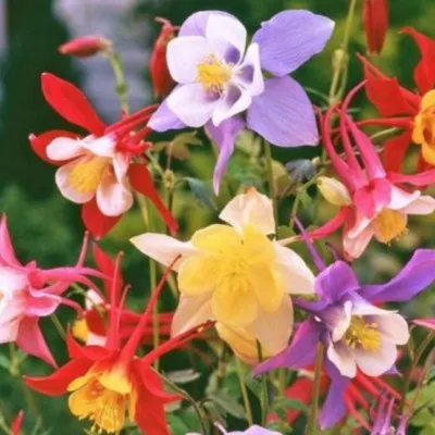 Aquilegia Mckana colori...