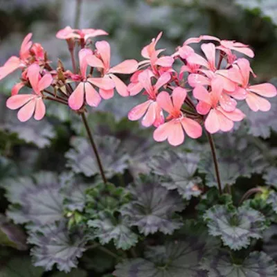 Pelargonium Dresden Pink...