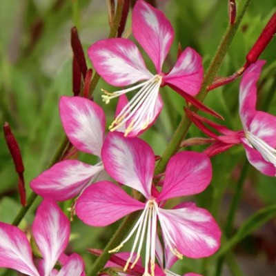 Gaura  Lindheimeri Rosy...