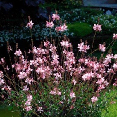 Gaura  Lindheimeri Rosy...