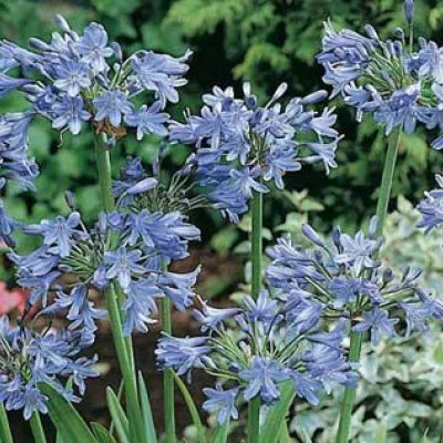 Agapanthus nano...