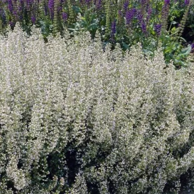 Nepeta Faassenii Snow flake...