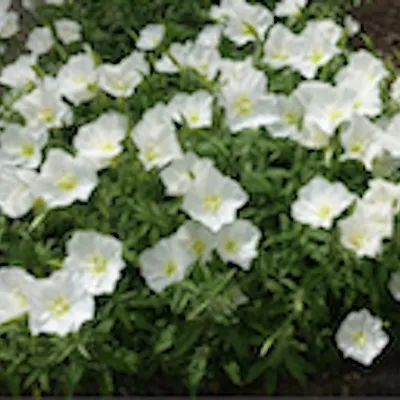 Oenothera speciosa 'Alba...