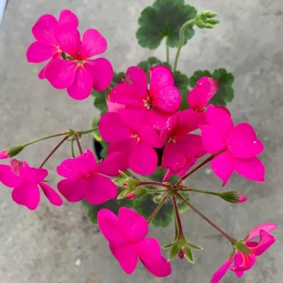 Pelargonium Antic Fucsia...