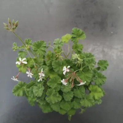 Pelargonium Fragrans  vaso 10