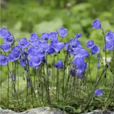 Campanula Cochleariifolia...