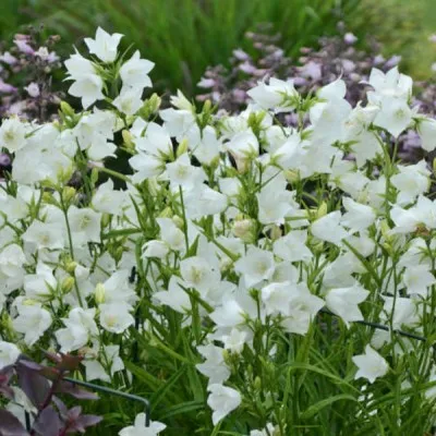 Campanula Cochleariifolia...