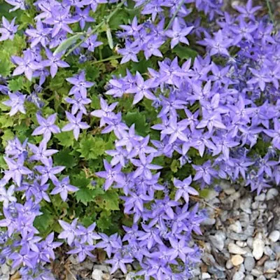 copy of Campanula Carpatica...