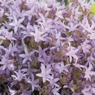 Campanula poscharskyana...