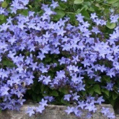 Campanula poscharskyana...