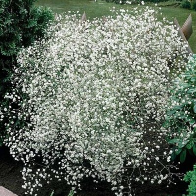 copy of Gypsophila Paniculata