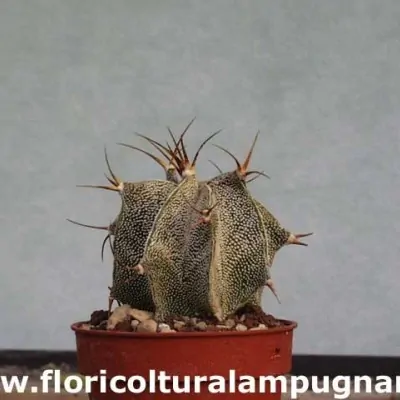 Astrophytum ornatum meztitian