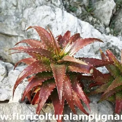 Aloe dorotheae