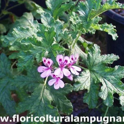 Pelargonium Quercifolium