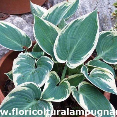 Hosta Samantha