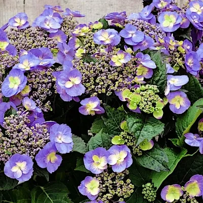 Hydrangea serr. F&F®...