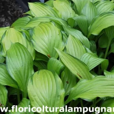 Hosta Chinese sunrise