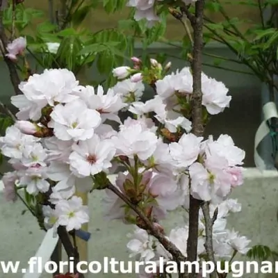 Prunus Amanogawa