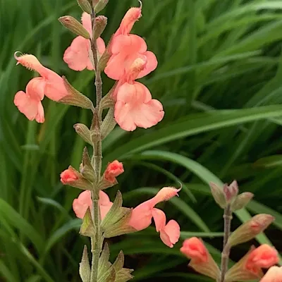 Salvia greggii 'Lowry’s...