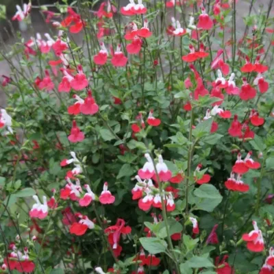 Salvia microphylla 'Hot...