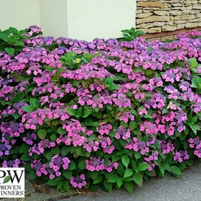 Hydrangea serr. F&F®...