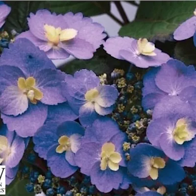 Hydrangea serr. F&F®...