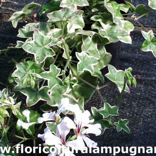 Pelargonium L'Elegante